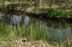 Equisetum × litorale