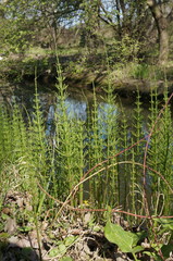 Equisetum × litorale