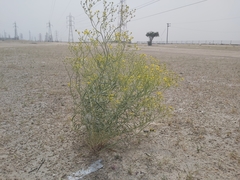 Haplophyllum tuberculatum
