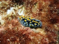 Phyllidia marindica