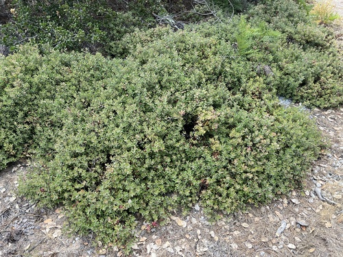 Arctostaphylos pumila, photograph 3