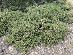Arctostaphylos pumila, photograph (c) Ryan Donnelly, some rights reserved (CC BY)