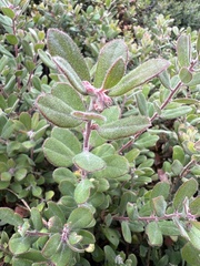 Arctostaphylos pumila, photograph (c) Ryan Donnelly, some rights reserved (CC BY)