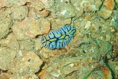 Phyllidia marindica