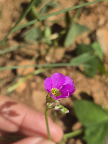 Oxalis latifolia