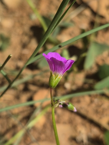 Oxalis latifolia