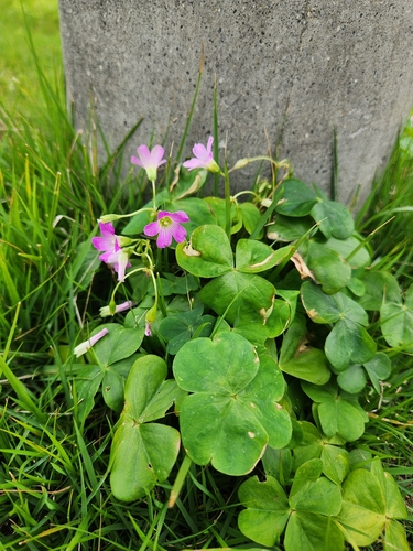 Largeflower pink-sorrel