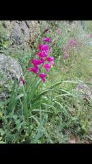 Gladiolus italicus