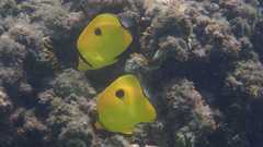 Chaetodon interruptus