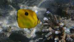 Chaetodon interruptus