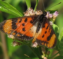 Acraea acara