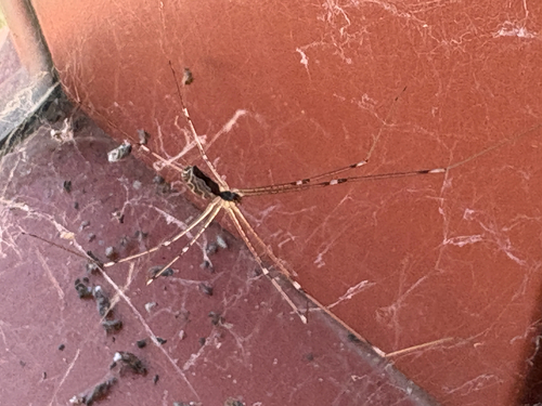 iNaturalist observation photo of Marbled Cellar Spider