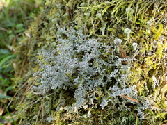 Stereocaulon dactylophyllum
