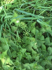 Lamium album