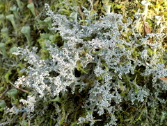 Stereocaulon dactylophyllum