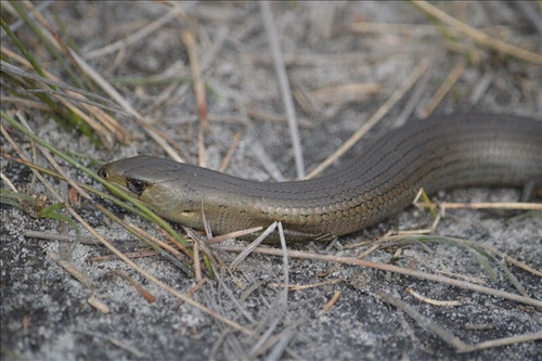 Coastal She-Oak Slender Bluetongue, Cyclodomorphus michaeli