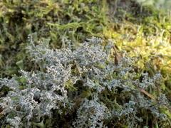 Stereocaulon dactylophyllum