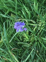 Hyacinthoides × massartiana