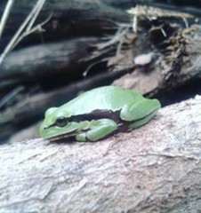 Hyla euphorbiacea
