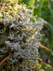 Stereocaulon dactylophyllum