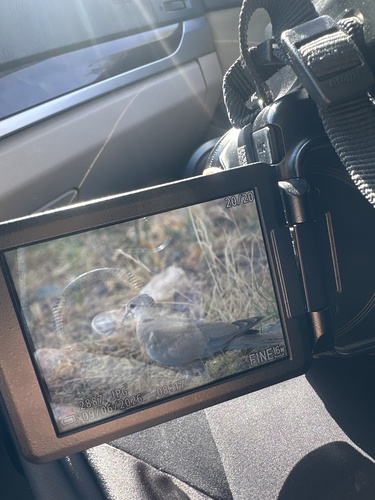 Eurasian Collared-Dove
