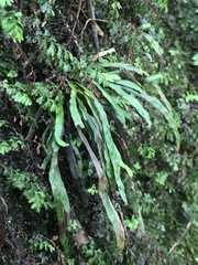 Notogrammitis billardierei