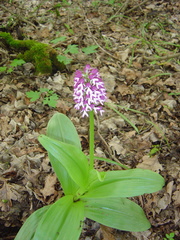 Orchis × hybrida