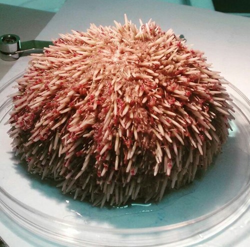 Toxopneustes roseus