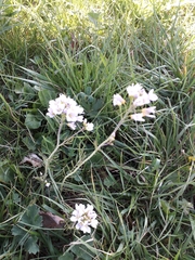 Cardamine pratensis