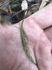 Notogrammitis billardierei