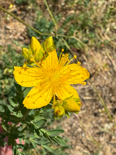 iNaturalist observation photo of St. John's worts