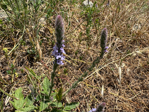 iNaturalist observation photo of western vervain