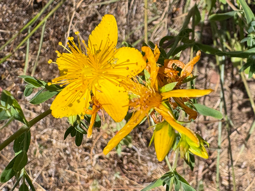 iNaturalist observation photo of Common St. John's Wort