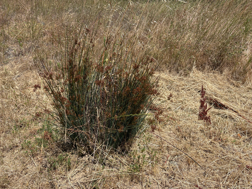 iNaturalist observation photo of Rushes