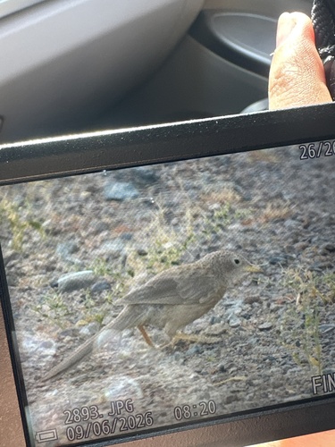 Arabian Babbler