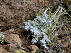 Stereocaulon intermedium