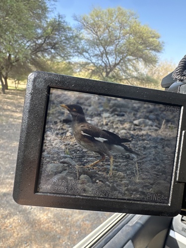 Common Myna