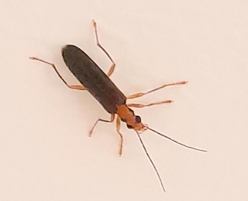 Nacerdes carniolica