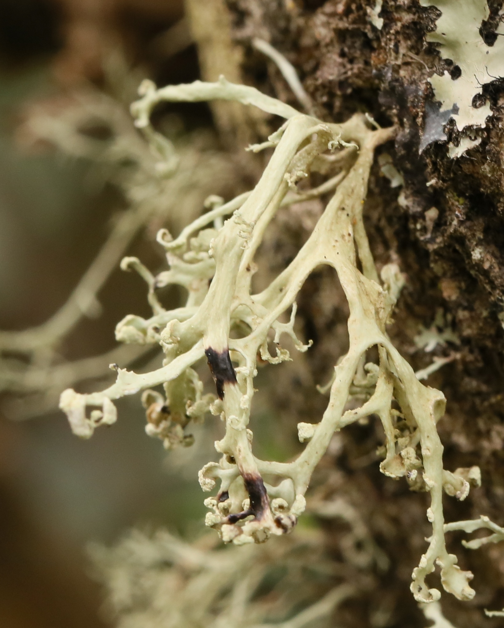 Ramalina pollinaria image