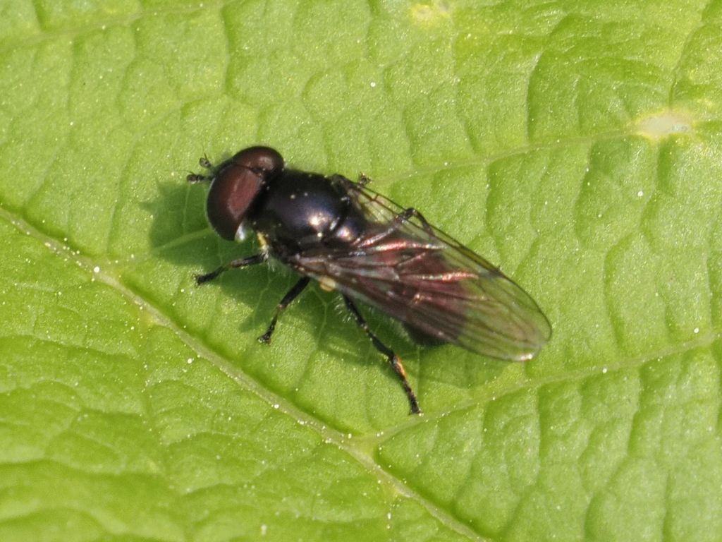 Triglyphus primus