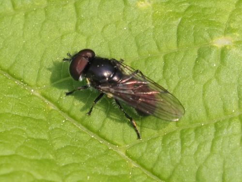 Triglyphus primus