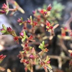 Heliophytum