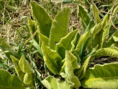 Inula grandis