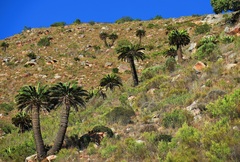 Encephalartos longifolius