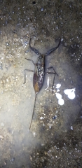 Laccotrephes japonensis