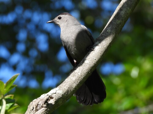 Gray Catbird photographed in New Jersey