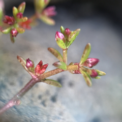 Heliophytum