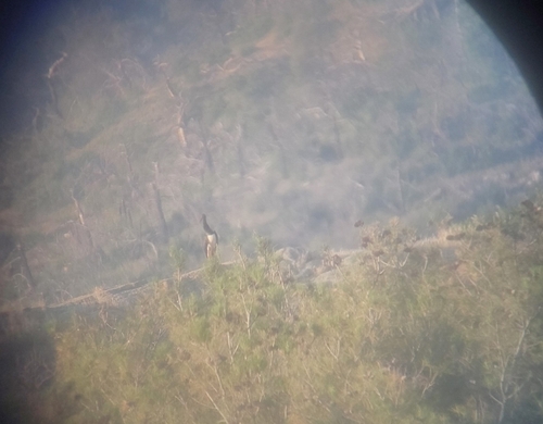 Black Stork