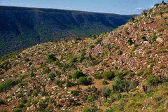 Encephalartos longifolius