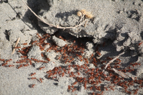 Solenopsis amblychila